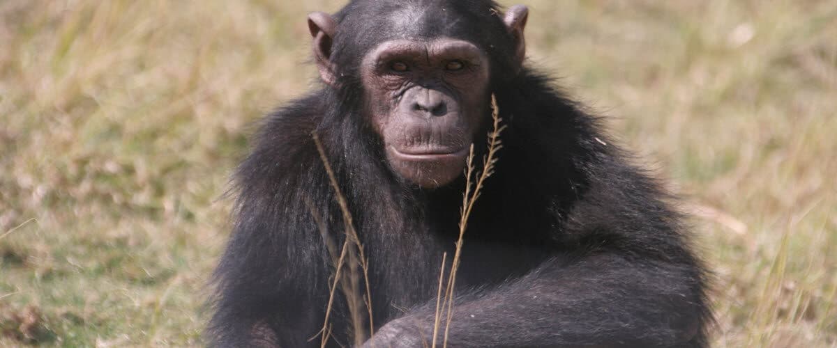 Feature Chimpanzees