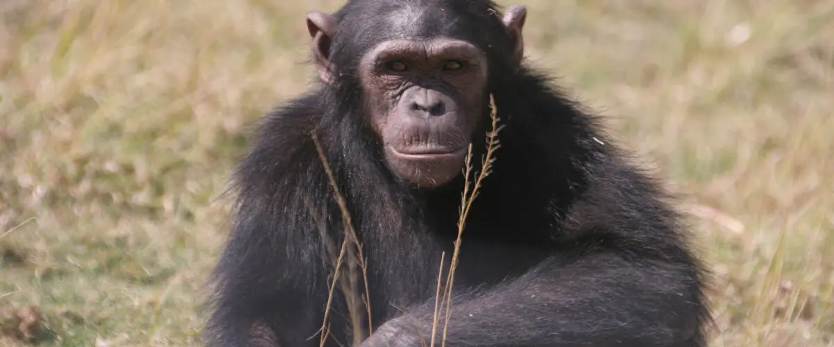 Feature Chimpanzees