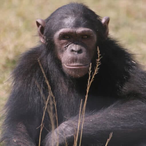 Feature Chimpanzees