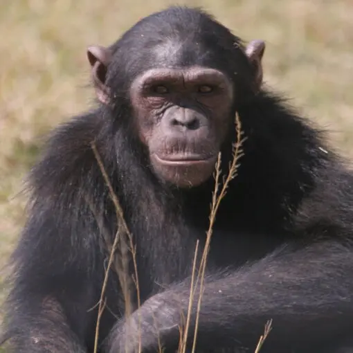Feature Chimpanzees