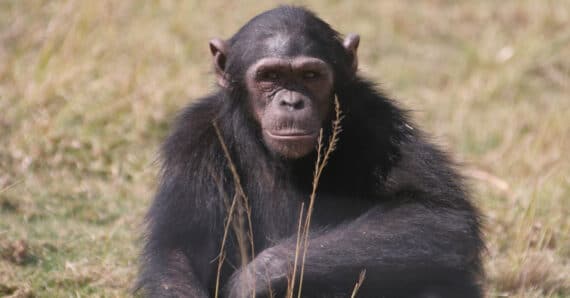 Feature Chimpanzees