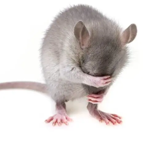 Mouse Genome