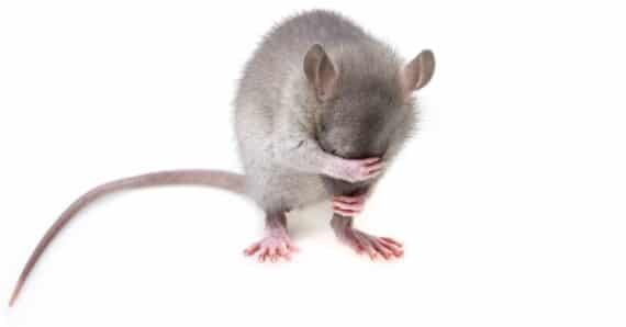 Mouse Genome