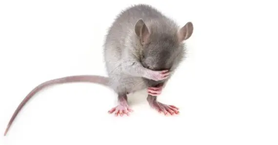 Mouse Genome